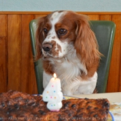 Photo de Cavalier king charles spaniel