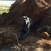 Photo de Chien de cour italien