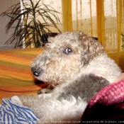 Photo de Fox terrier  poil dur