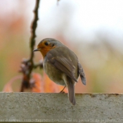 Photo de Rouge gorge