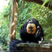 Photo de Singe - saki