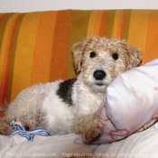 Photo de Fox terrier  poil dur