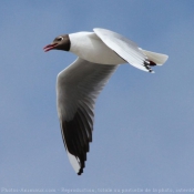 Photo de Mouette