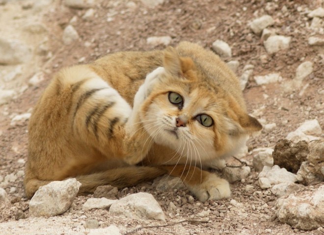 Photo de Chat des sables