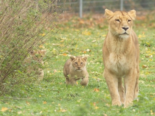 Photo de Lion