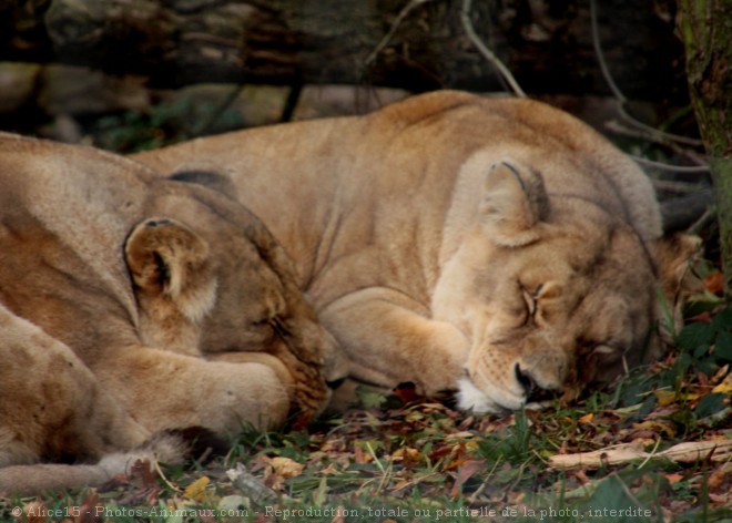 Photo de Lion