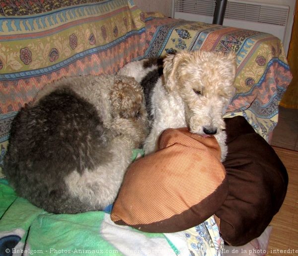 Photo de Fox terrier  poil dur