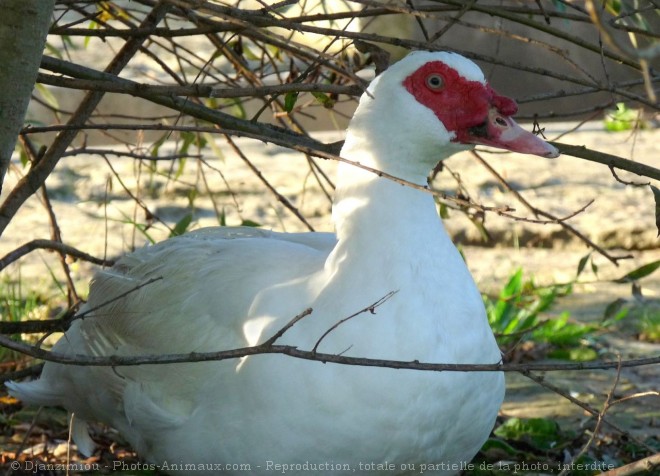 Photo de Canard de barbarie