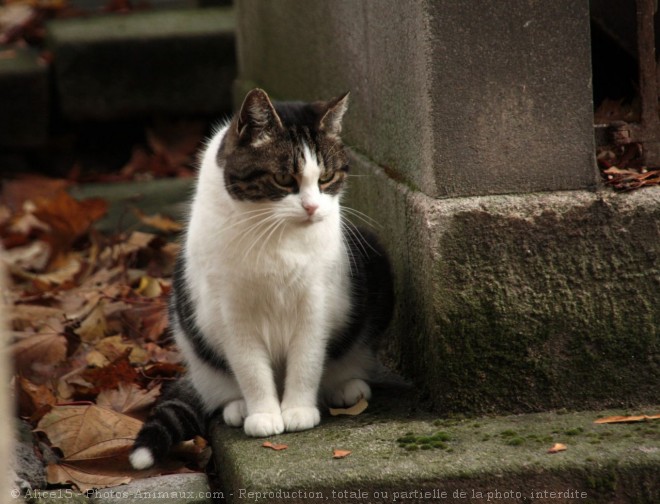 Photo de Chat domestique