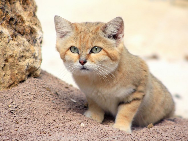 Photo de Chat des sables