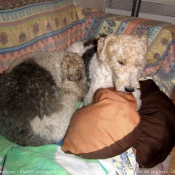 Photo de Fox terrier  poil dur