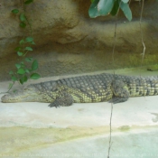 Photo de Crocodile