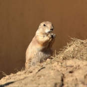 Photo de Chien de prairie