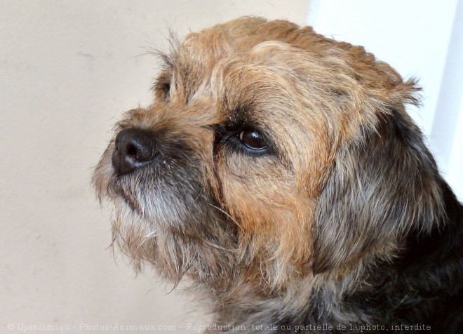 Photo de Border terrier