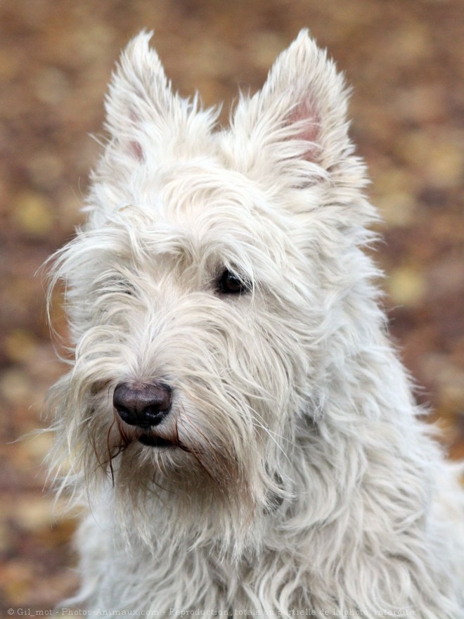 Photo de Scottish terrier