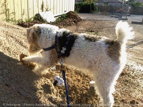 Photo de Fox terrier  poil dur