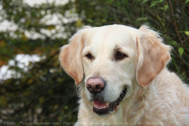 Photo de Golden retriever