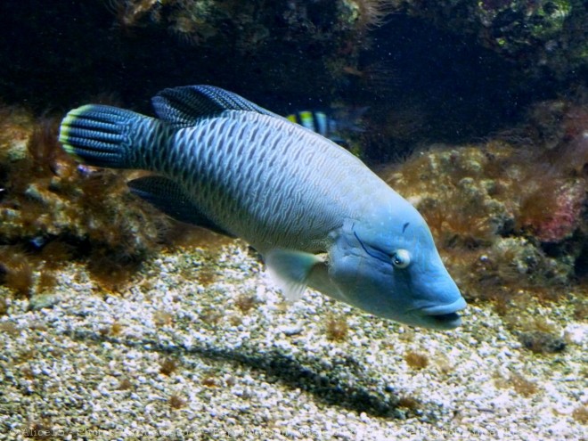 Photo de Poissons exotiques