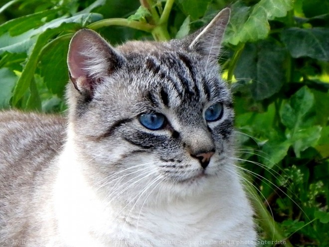 Photo de Chat domestique