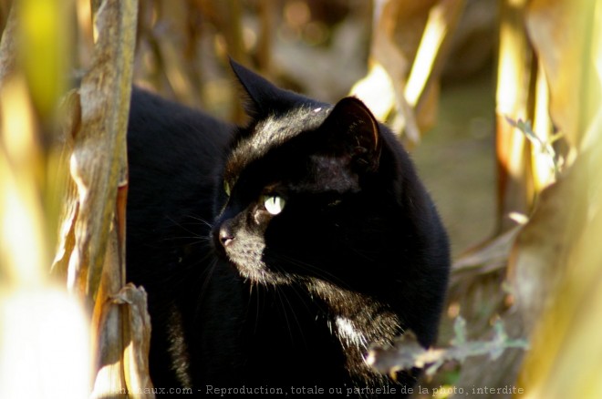 Photo de Chat domestique