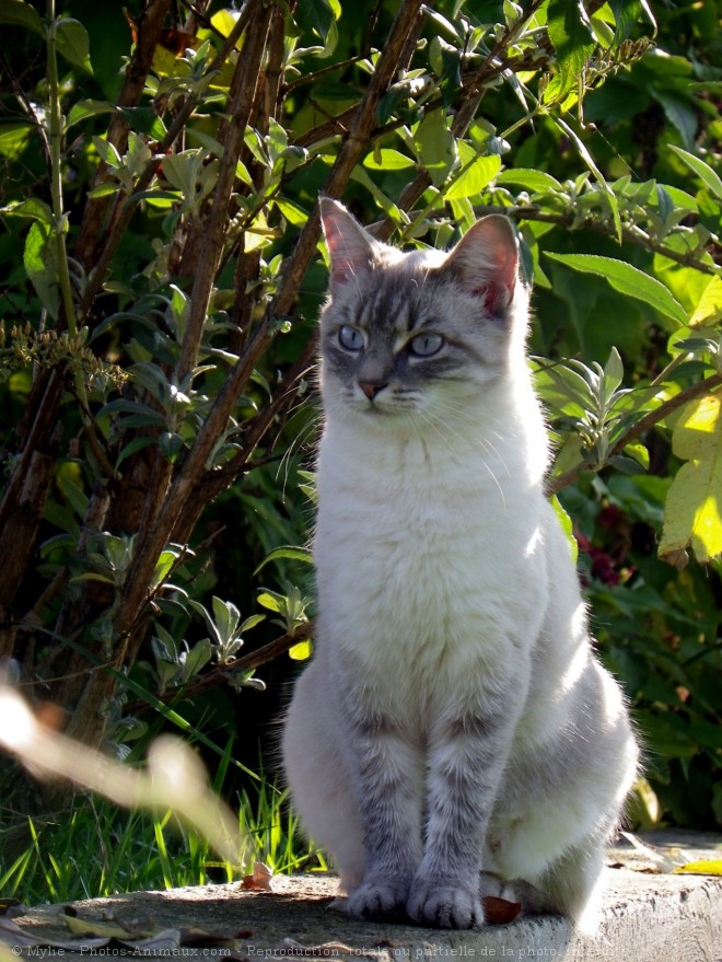 Photo de Chat domestique