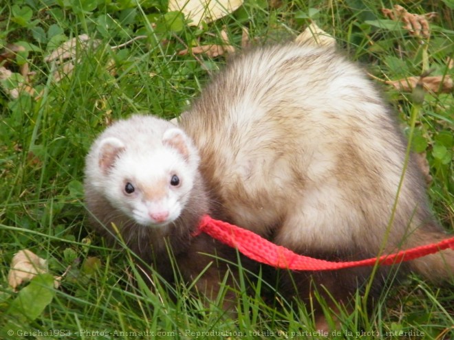 Photo de Furet