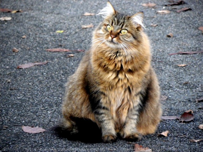 Photo de Chat domestique