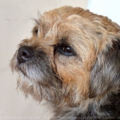 Photo de Border terrier