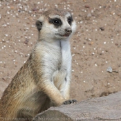 Photo de Suricate