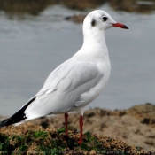 Photo de Mouette