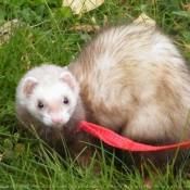 Photo de Furet