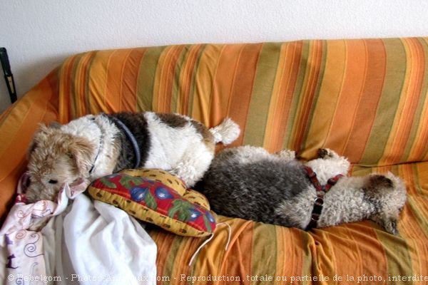 Photo de Fox terrier  poil dur