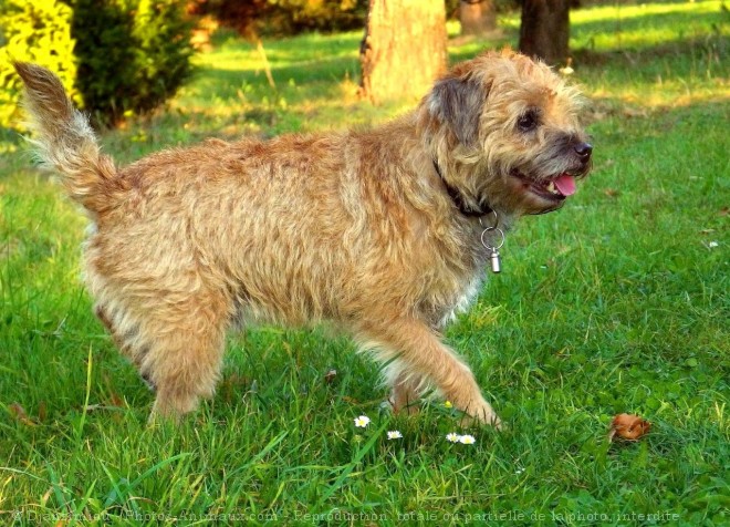 Photo de Border terrier