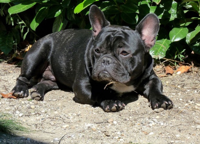 Photo de Bouledogue franais