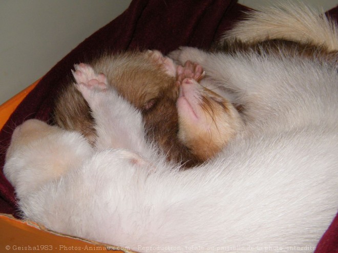 Photo de Furet