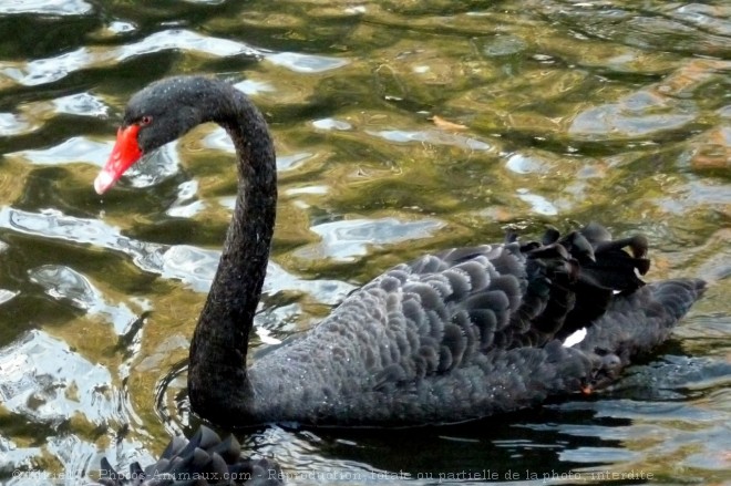 Photo de Cygne