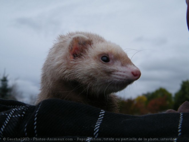 Photo de Furet