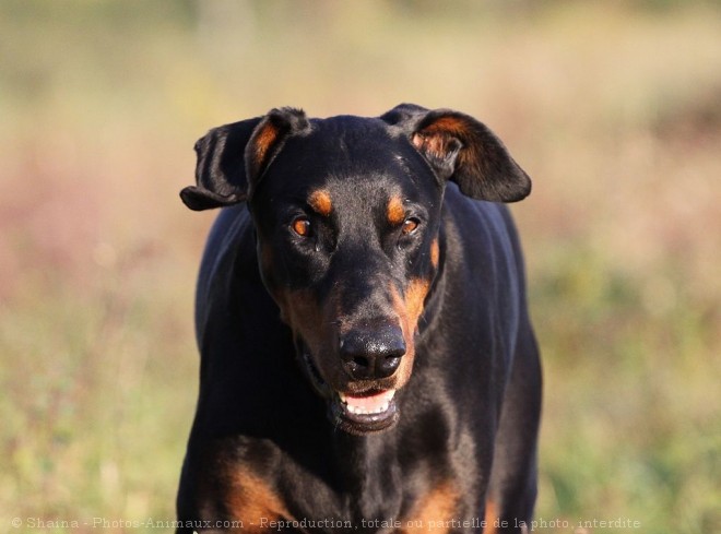 Photo de Dobermann