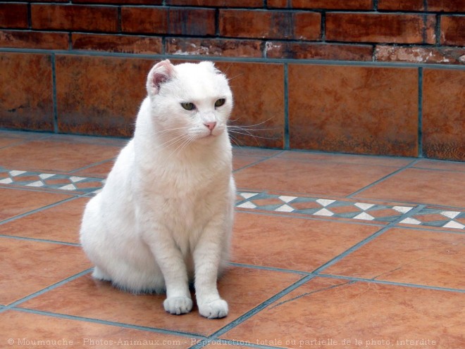 Photo de Chat domestique