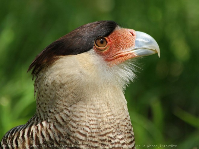 Photo de Caracara