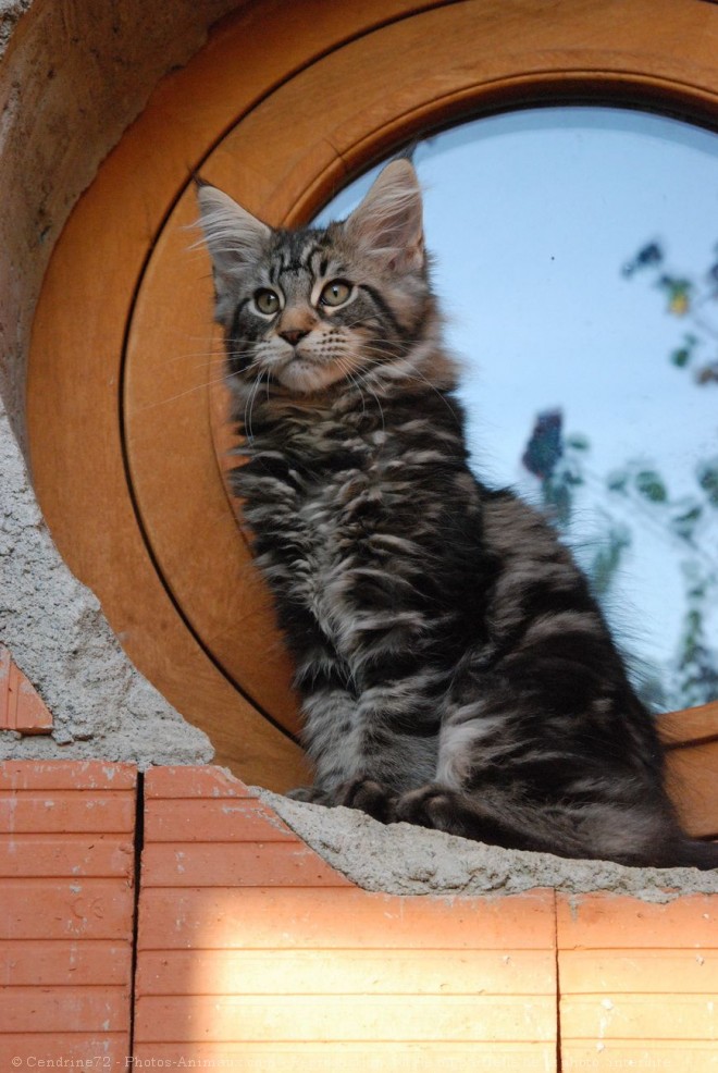 Photo de Maine coon