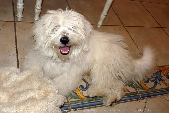 Photo de Coton de tulear