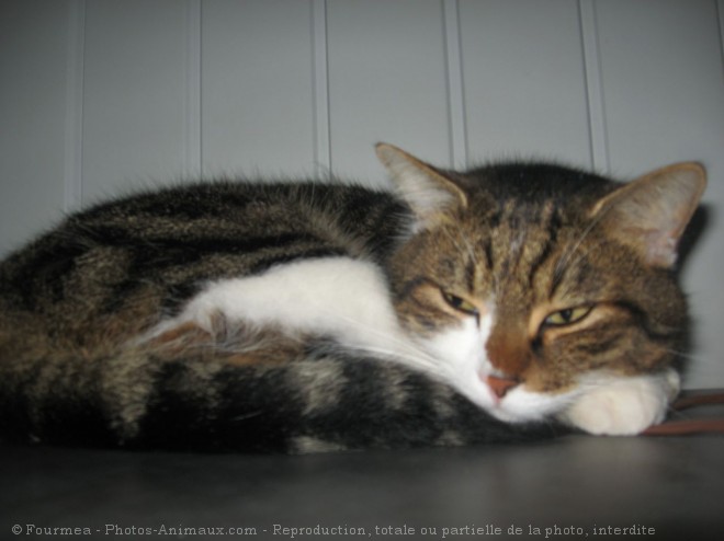 Photo de Chat domestique