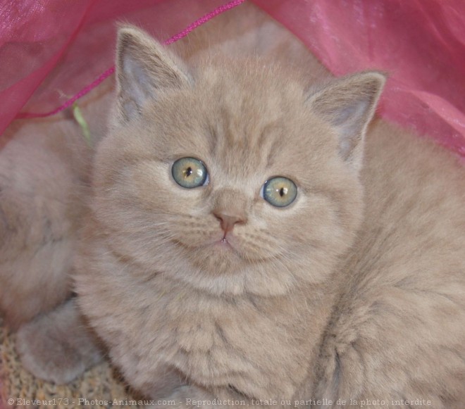 Photo de British shorthair