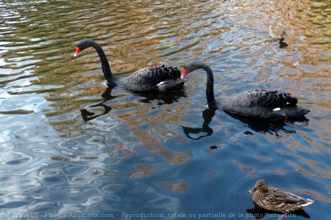 Photo de Cygne