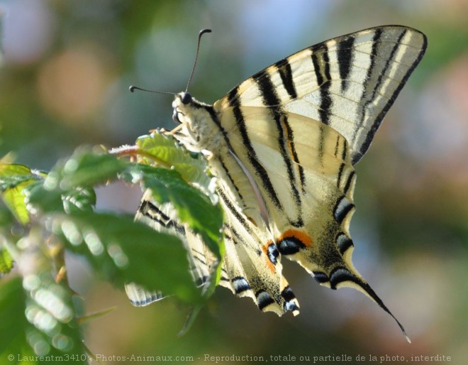 Photo de Papillon