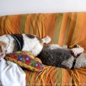 Photo de Fox terrier  poil dur