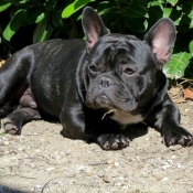 Photo de Bouledogue franais