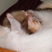 Photo de Furet