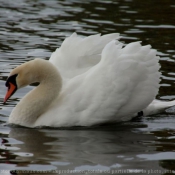 Photo de Cygne